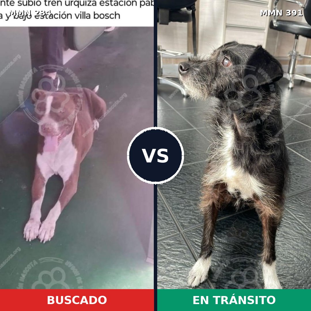 Comparativa MMS 5348: mascota perdida y mascota encontrada, 27% de similitud