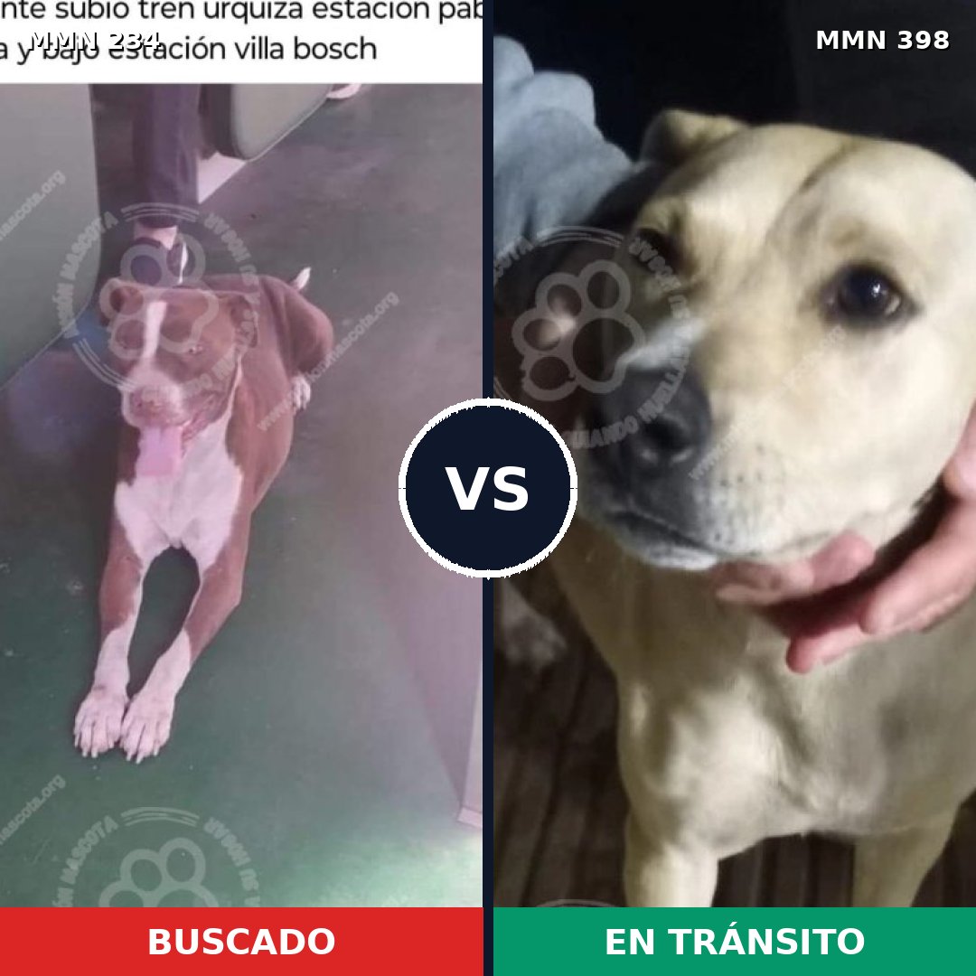 Comparativa MMS 5349: mascota perdida y mascota encontrada, 15% de similitud