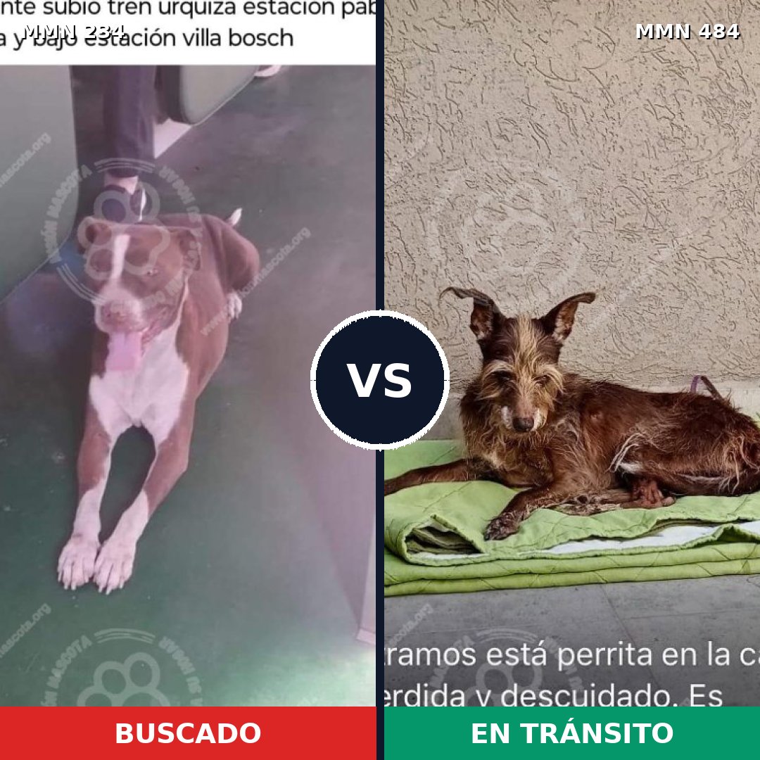 Comparativa MMS 5351: mascota perdida y mascota encontrada, 32% de similitud