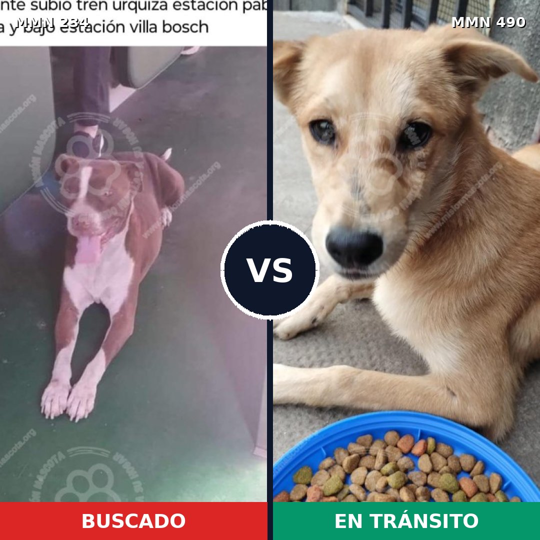 Comparativa MMS 5353: mascota perdida y mascota encontrada, 12% de similitud