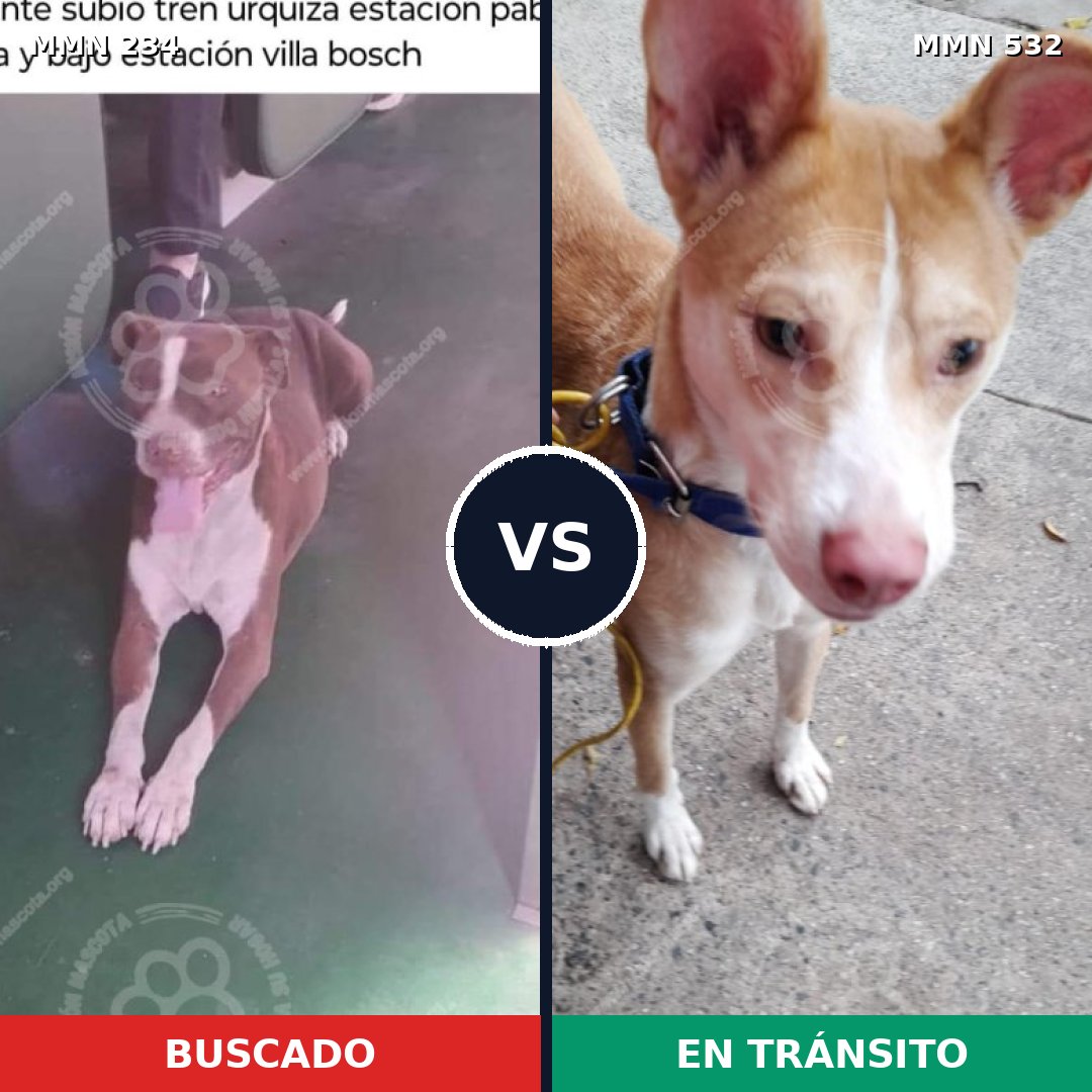 Comparativa MMS 5354: mascota perdida y mascota encontrada, 26% de similitud
