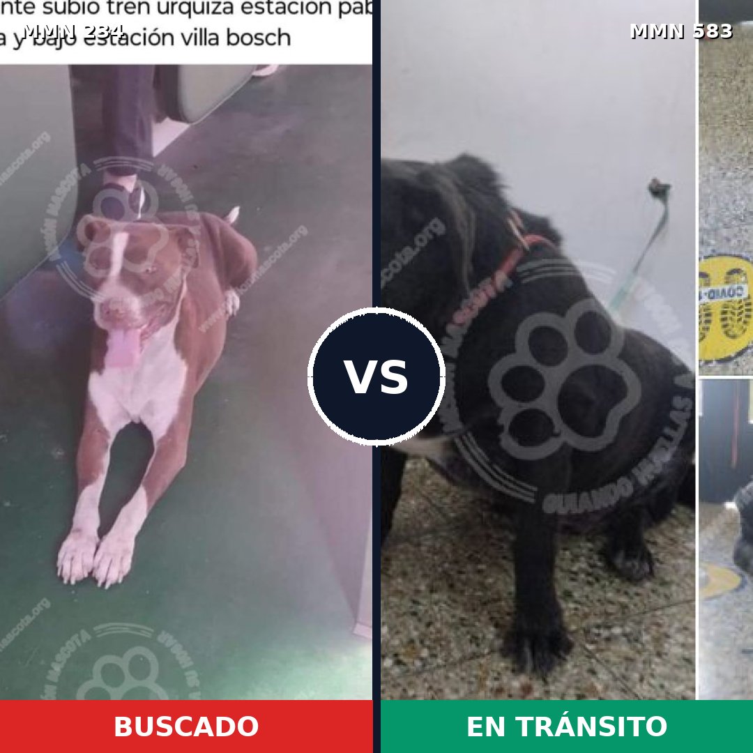 Comparativa MMS 5355: mascota perdida y mascota encontrada, 25% de similitud