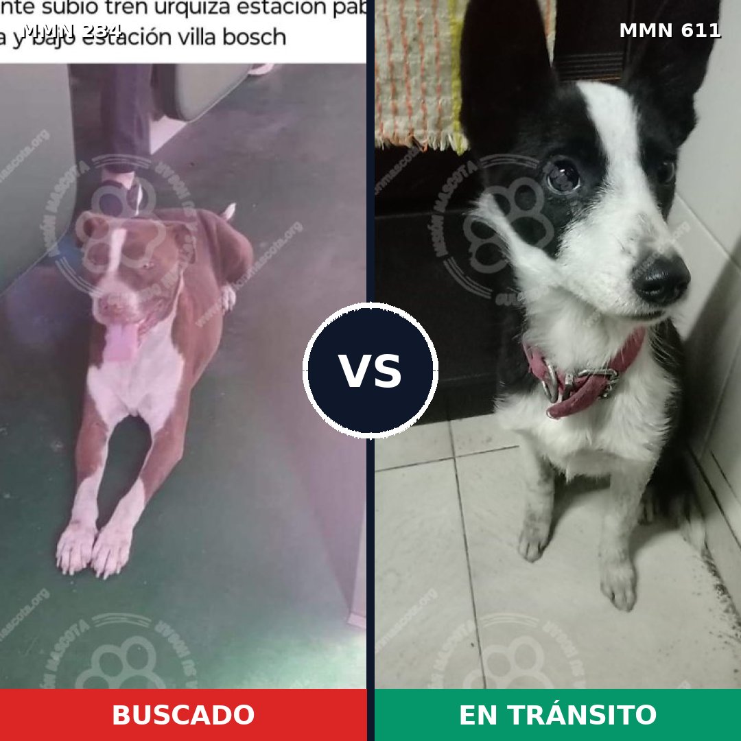 Comparativa MMS 5357: mascota perdida y mascota encontrada, 26% de similitud
