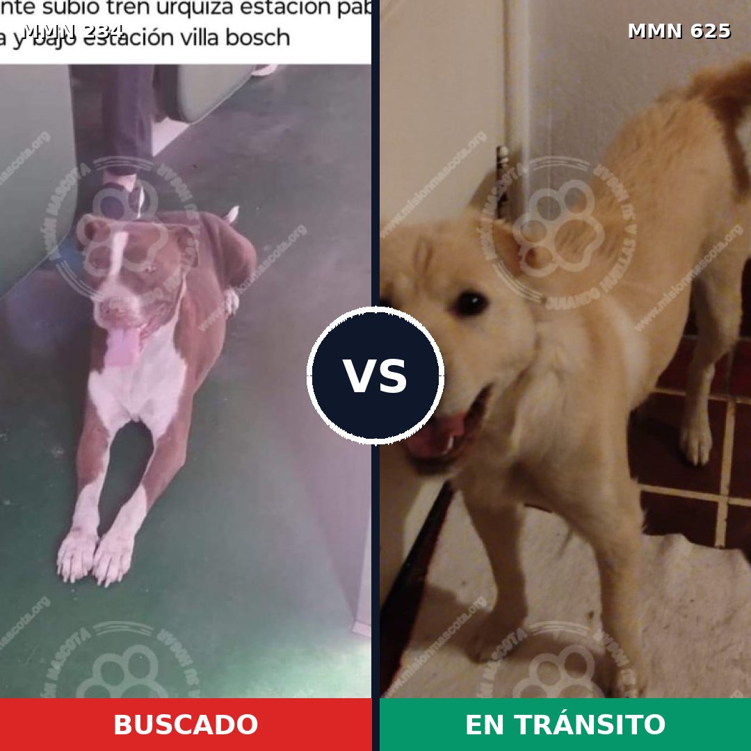 Comparativa MMS 5358: mascota perdida y mascota encontrada, 8% de similitud
