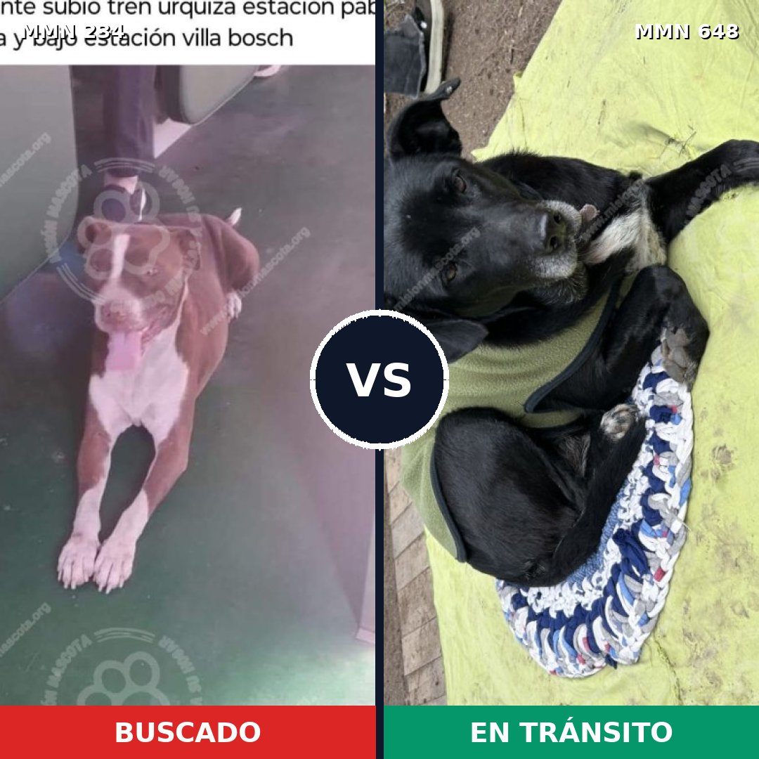 Comparativa MMS 5359: mascota perdida y mascota encontrada, 26% de similitud
