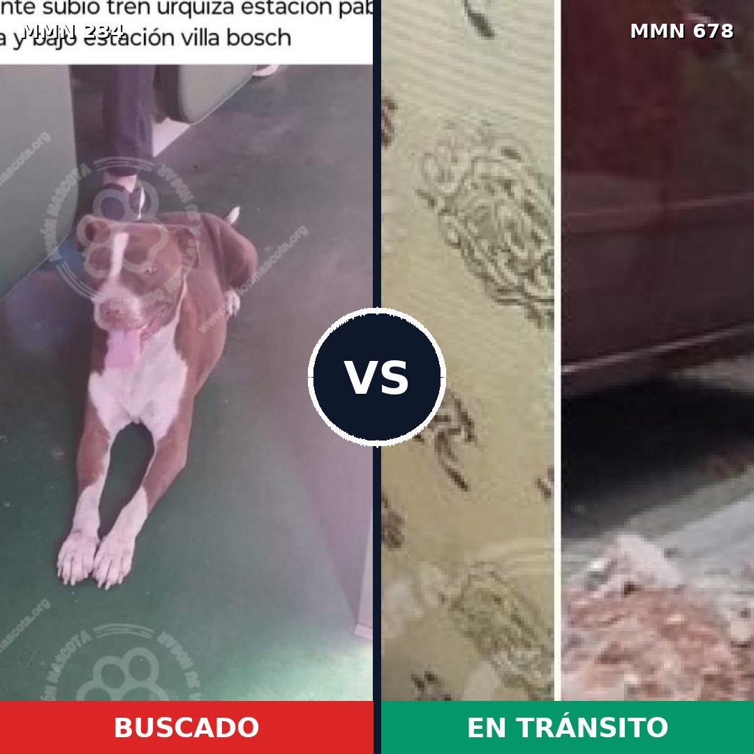 Comparativa MMS 5360: mascota perdida y mascota encontrada, 12% de similitud