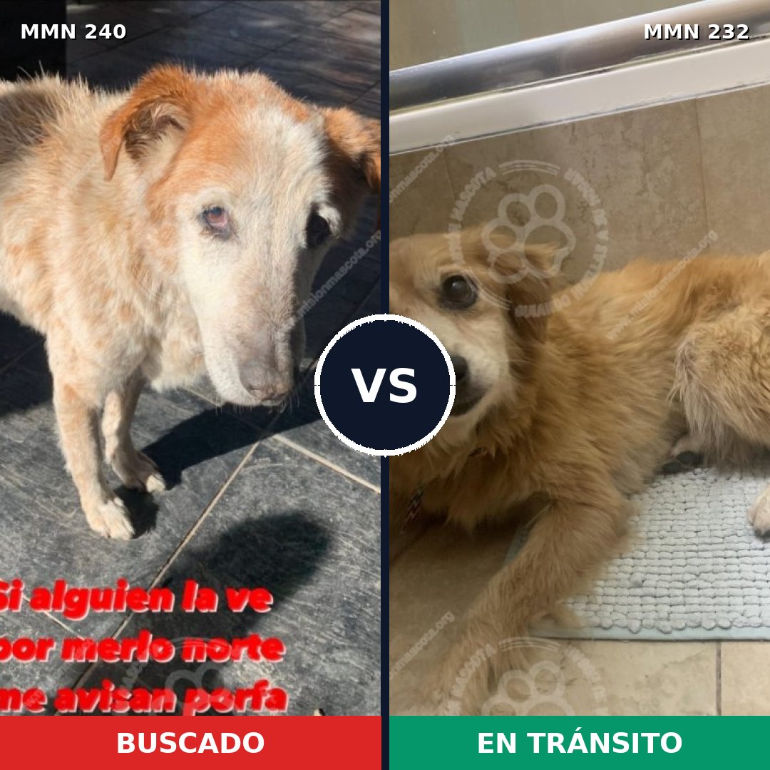 Comparativa MMS 5361: mascota perdida y mascota encontrada, 27% de similitud