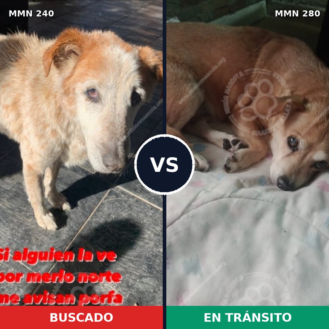 Comparativa MMS 5362: mascota perdida y mascota encontrada, 6% de similitud