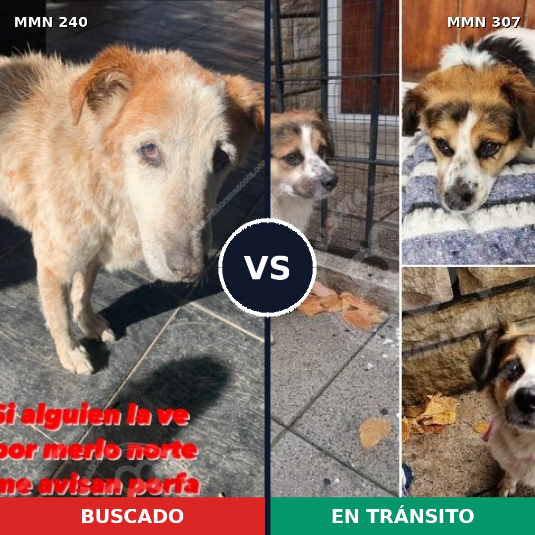 Comparativa MMS 5363: mascota perdida y mascota encontrada, 51% de similitud
