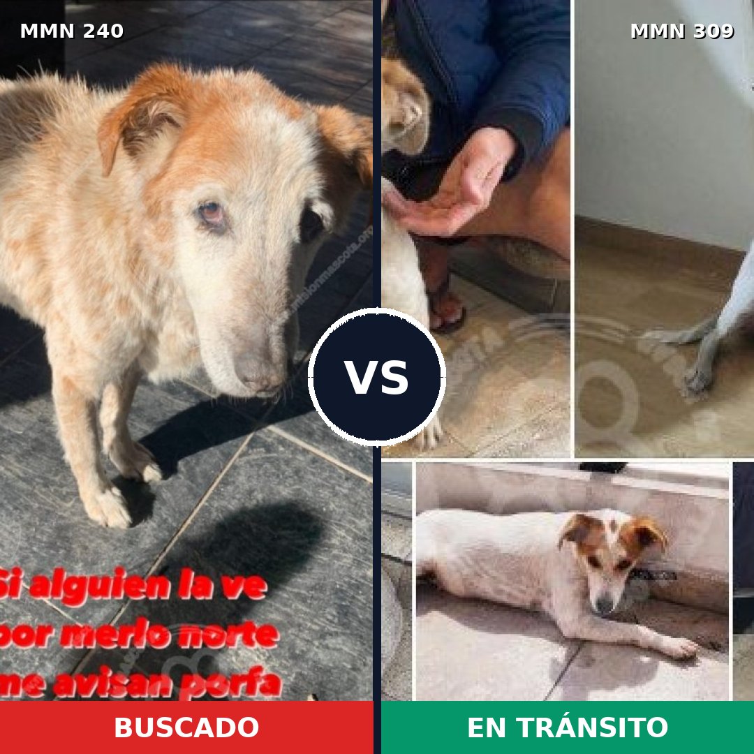 Comparativa MMS 5364: mascota perdida y mascota encontrada, 51% de similitud
