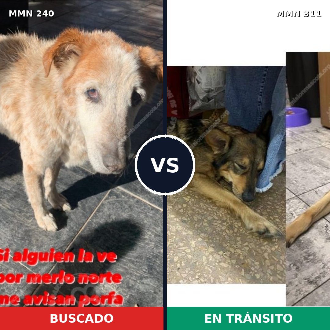 Comparativa MMS 5365: mascota perdida y mascota encontrada, 51% de similitud