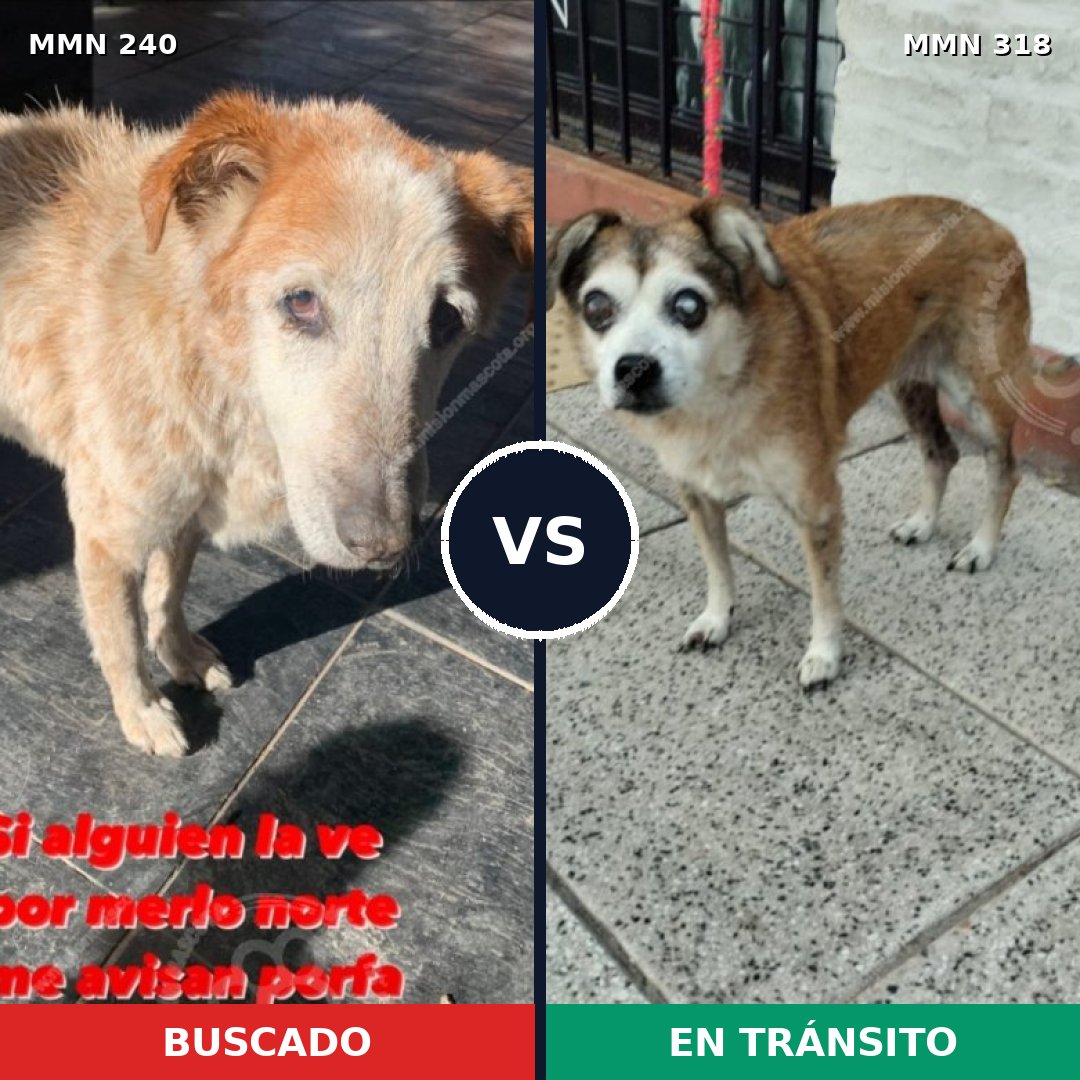Comparativa MMS 5366: mascota perdida y mascota encontrada, 12% de similitud