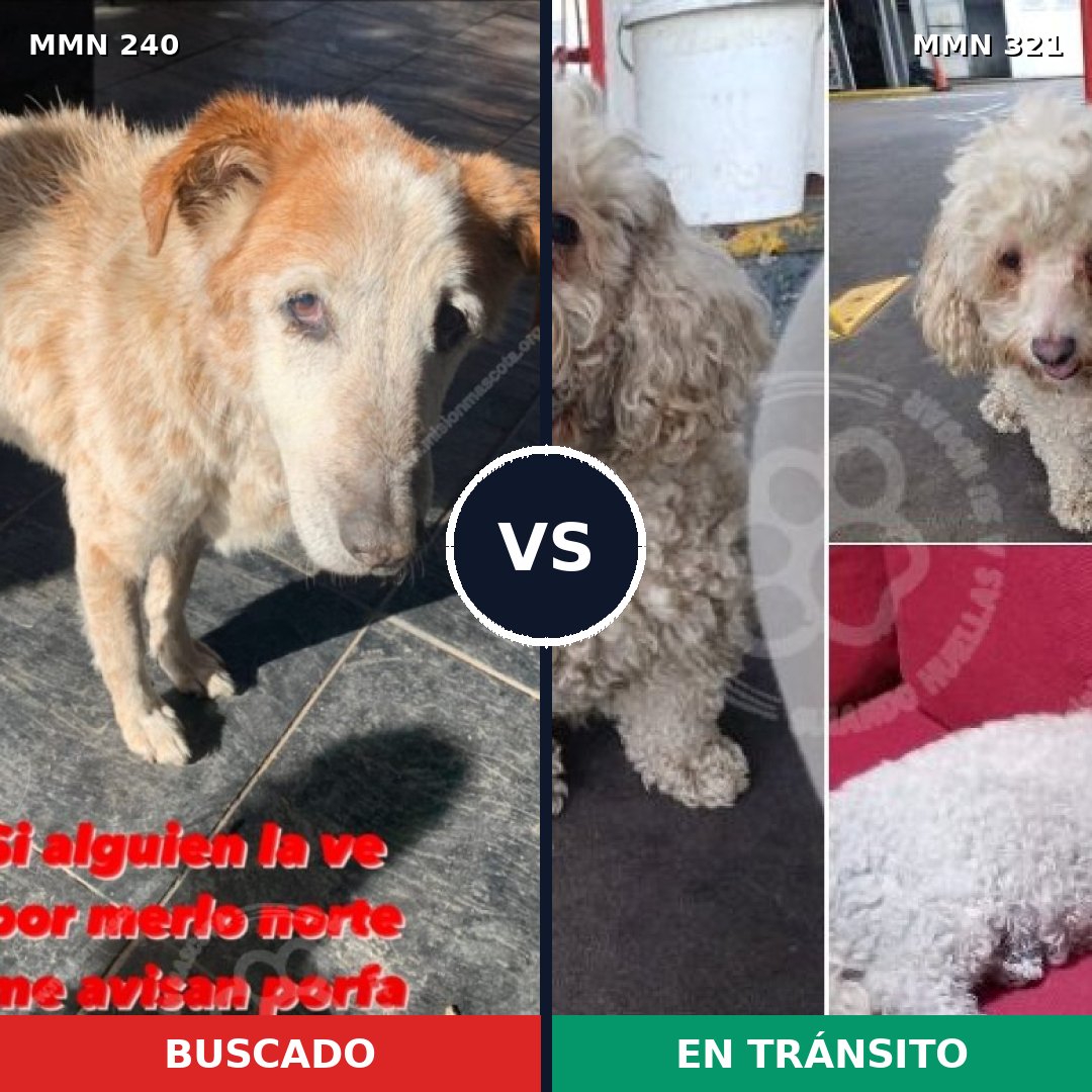 Comparativa MMS 5367: mascota perdida y mascota encontrada, 27% de similitud