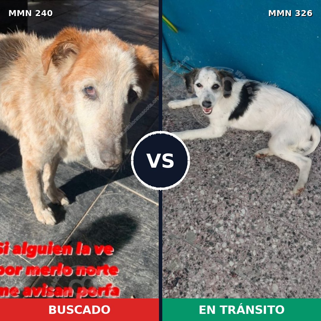 Comparativa MMS 5368: mascota perdida y mascota encontrada, 51% de similitud