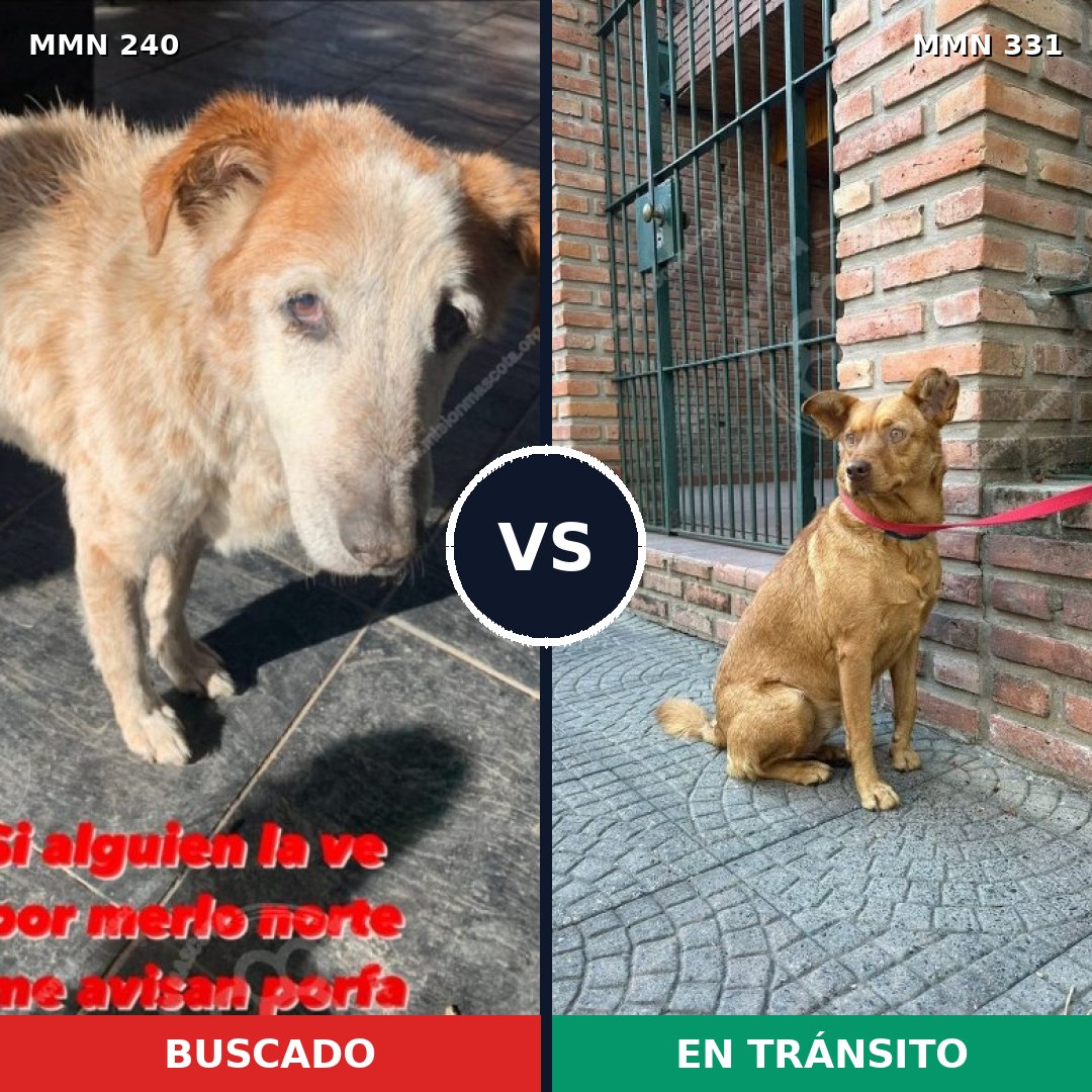 Comparativa MMS 5369: mascota perdida y mascota encontrada, 61% de similitud