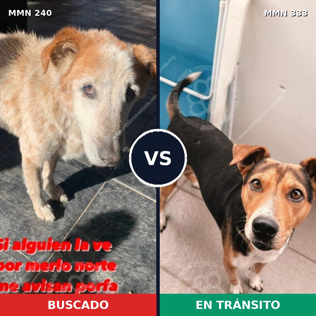 Comparativa MMS 5370: mascota perdida y mascota encontrada, 63% de similitud