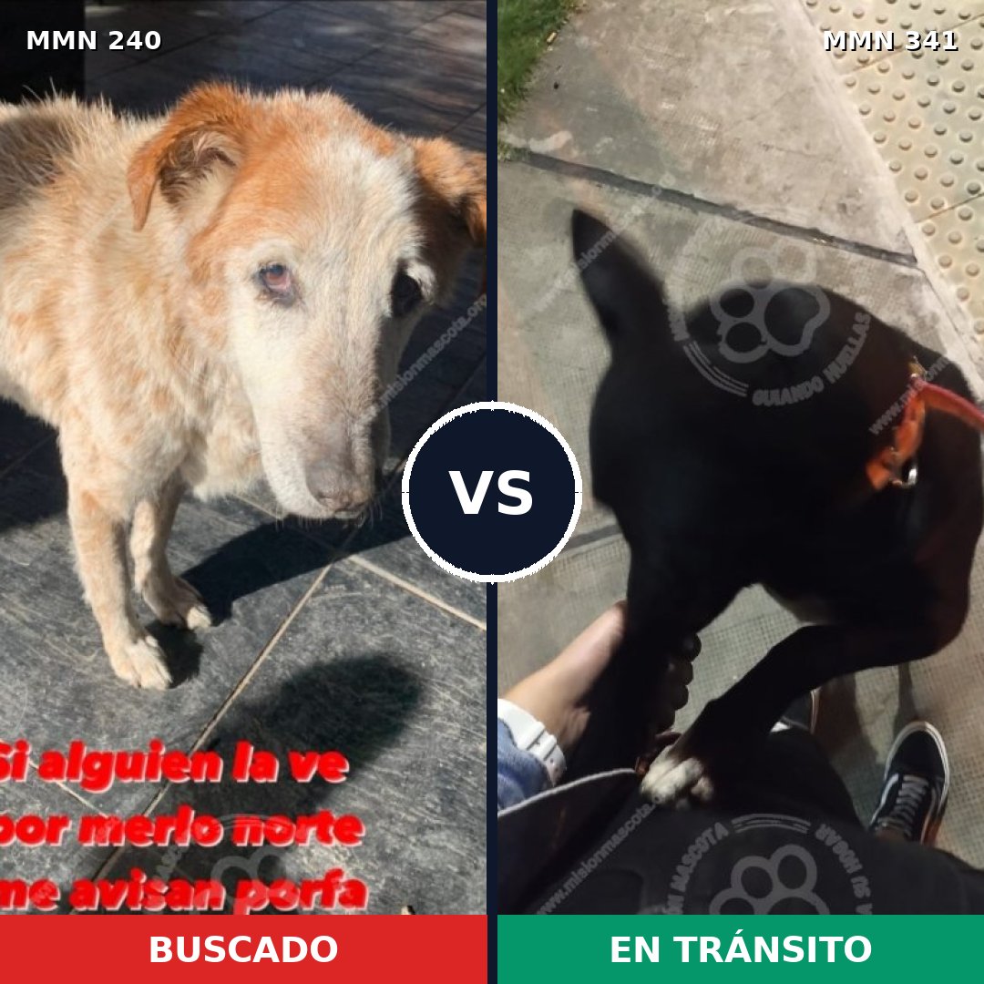 Comparativa MMS 5371: mascota perdida y mascota encontrada, 47% de similitud