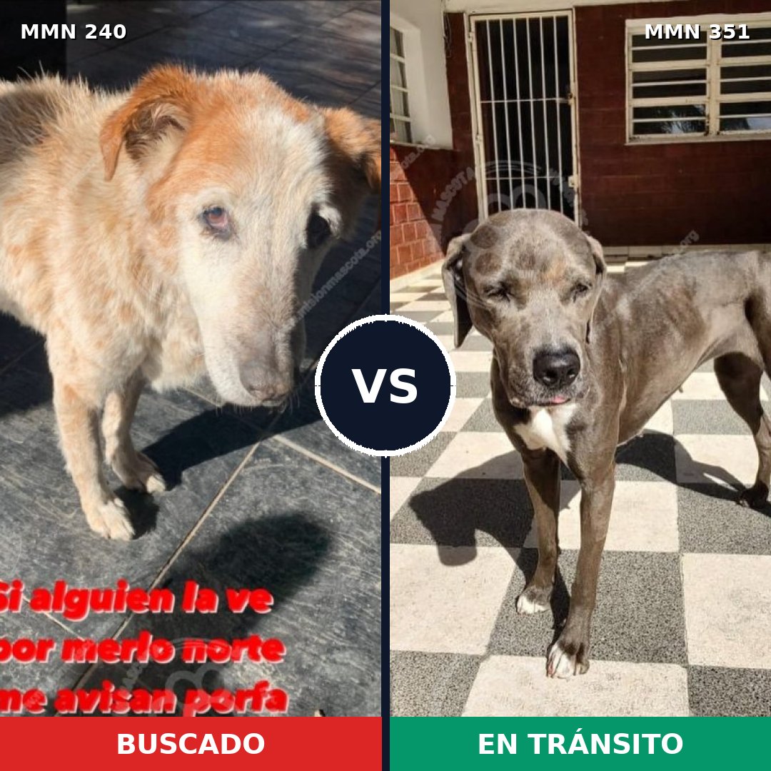 Comparativa MMS 5372: mascota perdida y mascota encontrada, 2% de similitud