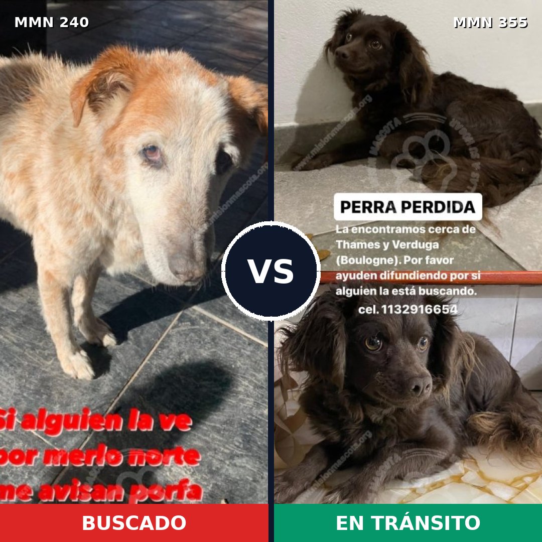 Comparativa MMS 5373: mascota perdida y mascota encontrada, 46% de similitud