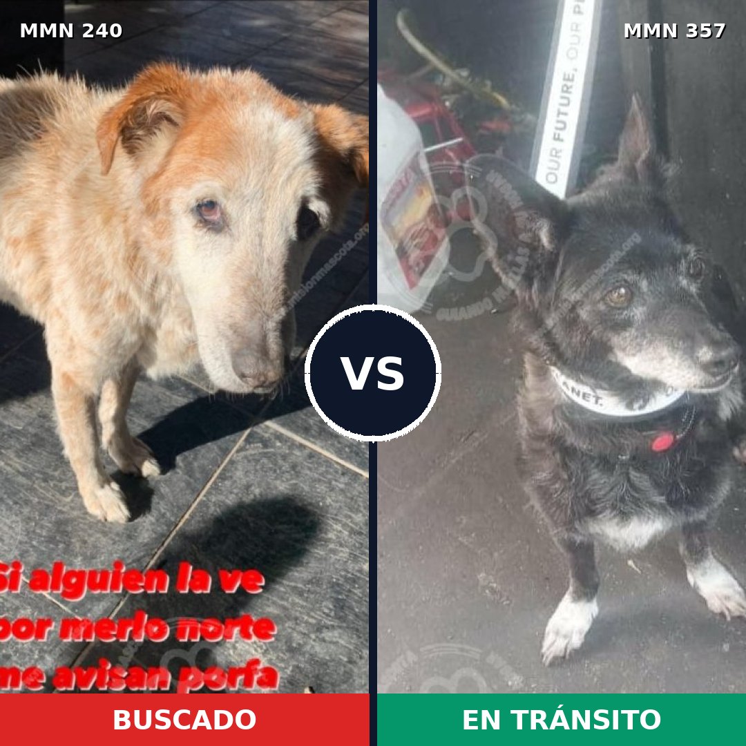 Comparativa MMS 5374: mascota perdida y mascota encontrada, 51% de similitud