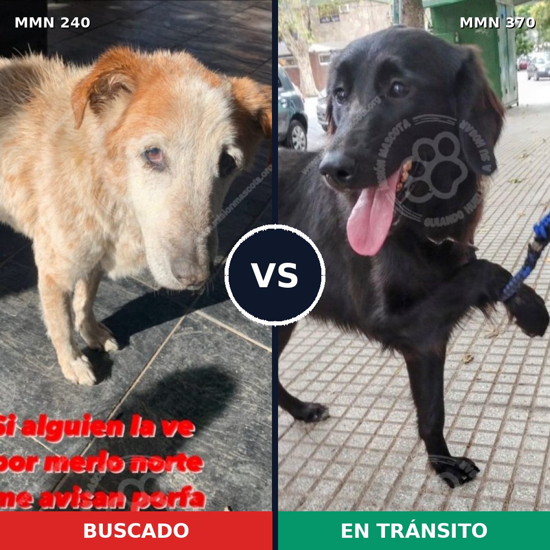 Comparativa MMS 5375: mascota perdida y mascota encontrada, 51% de similitud