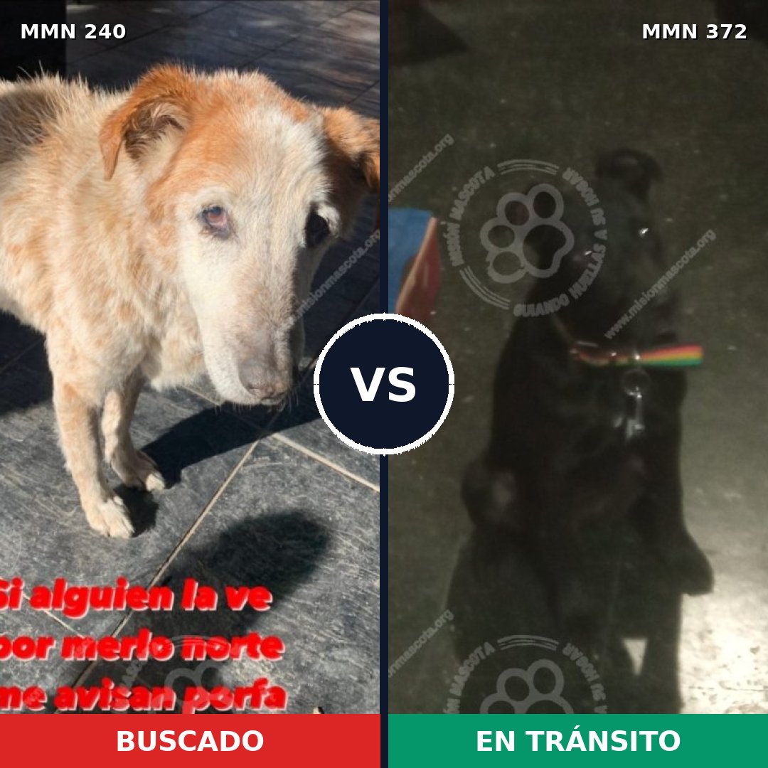 Comparativa MMS 5376: mascota perdida y mascota encontrada, 47% de similitud