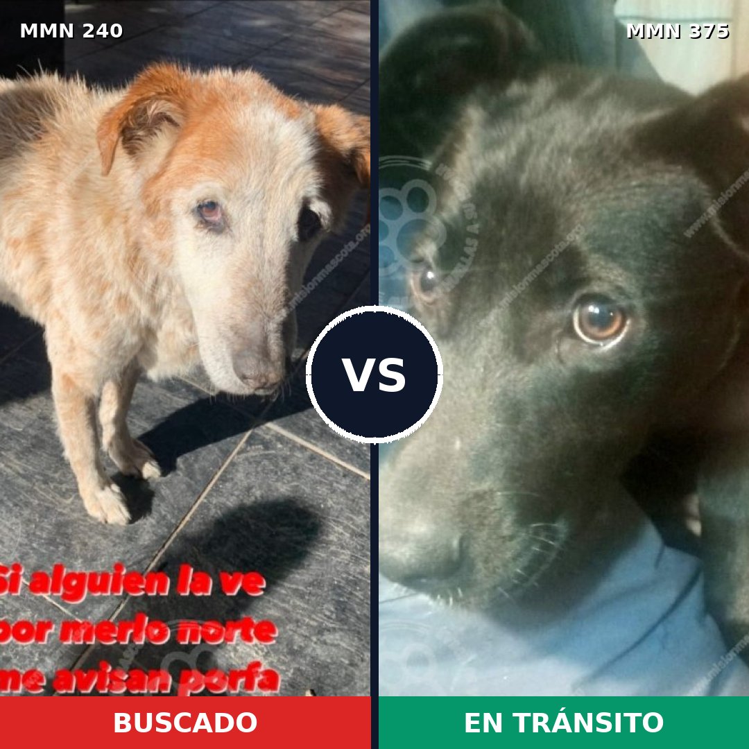 Comparativa MMS 5377: mascota perdida y mascota encontrada, 47% de similitud