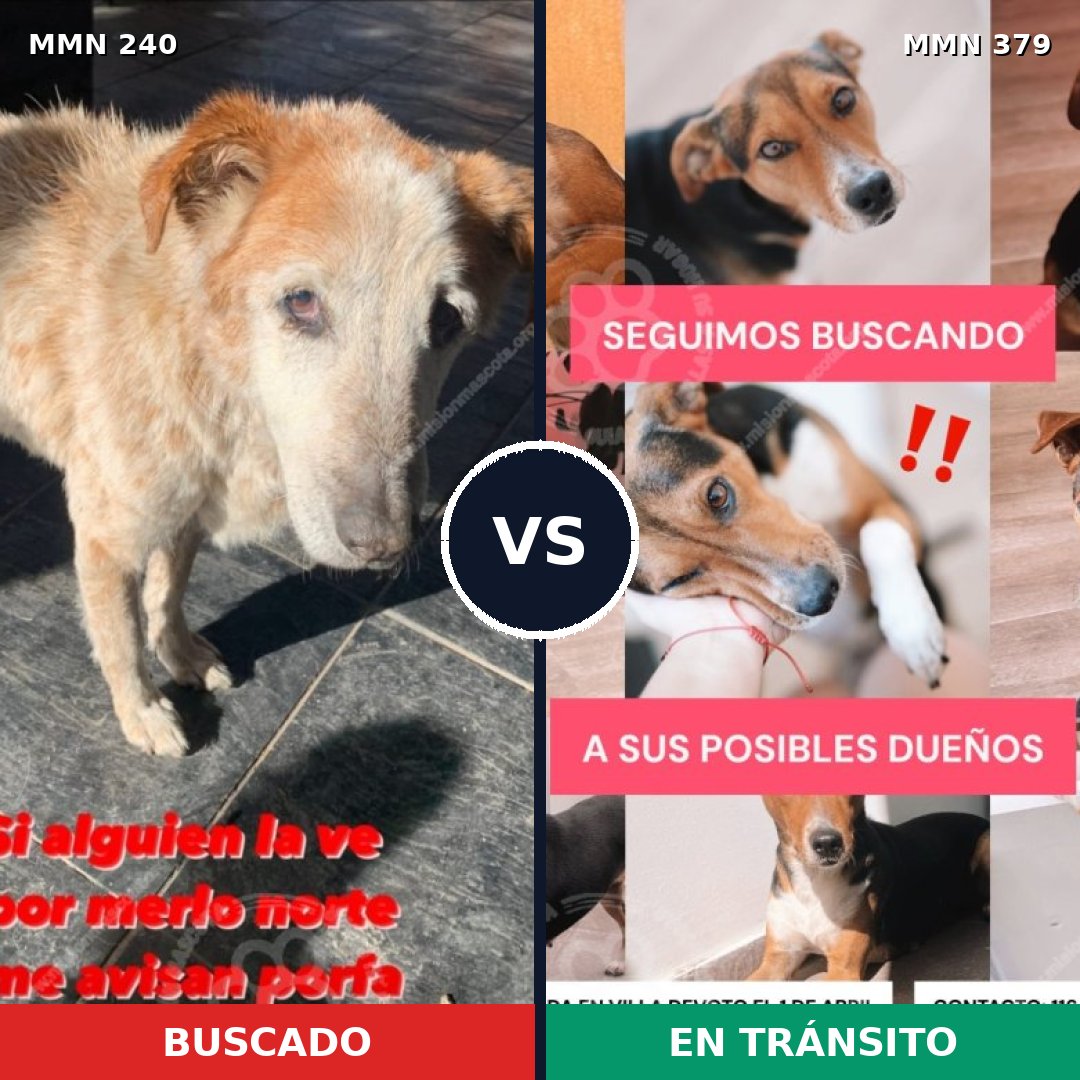 Comparativa MMS 5378: mascota perdida y mascota encontrada, 50% de similitud