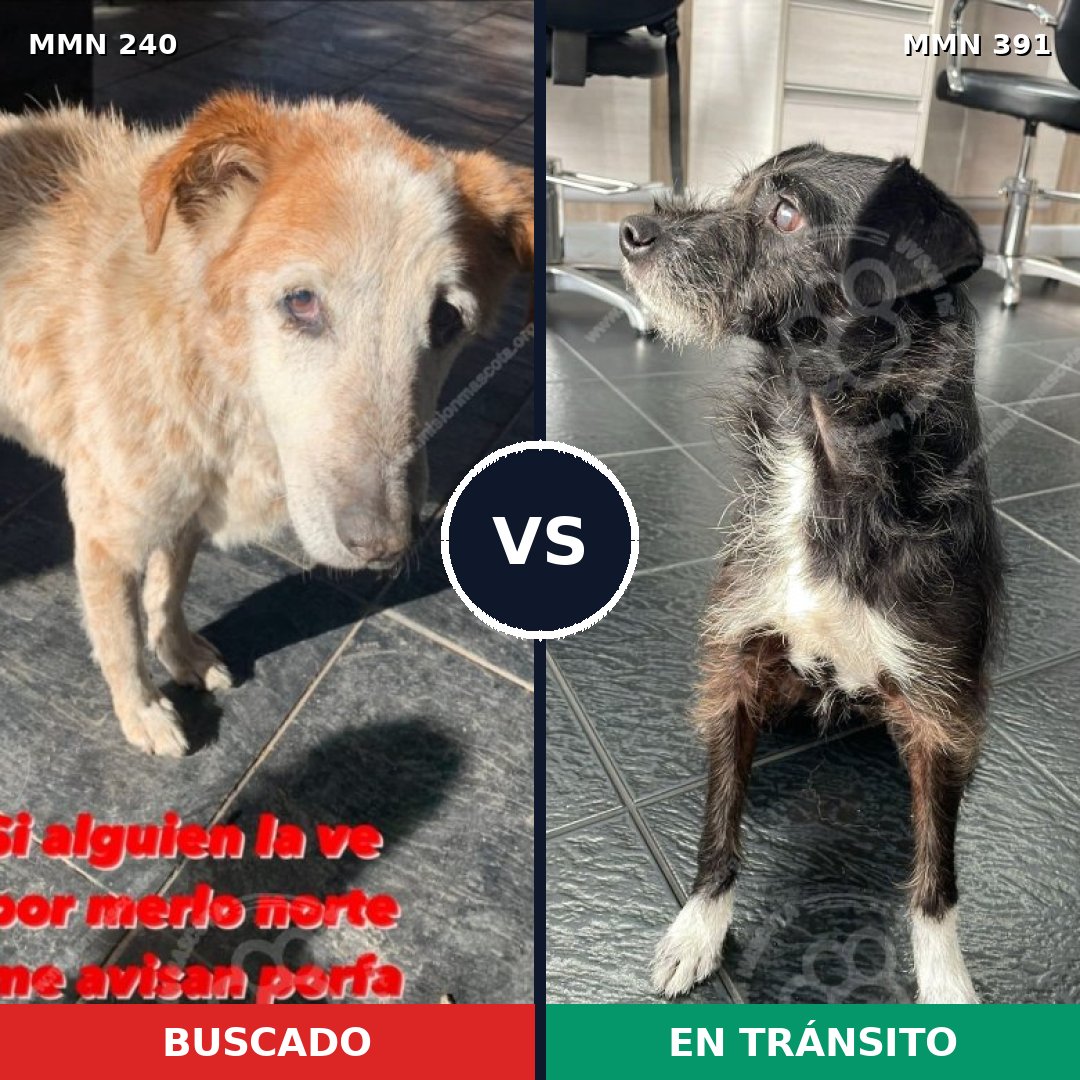 Comparativa MMS 5379: mascota perdida y mascota encontrada, 51% de similitud