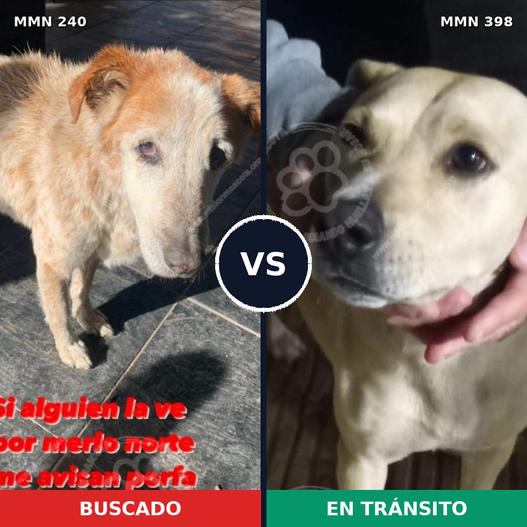 Comparativa MMS 5380: mascota perdida y mascota encontrada, 62% de similitud