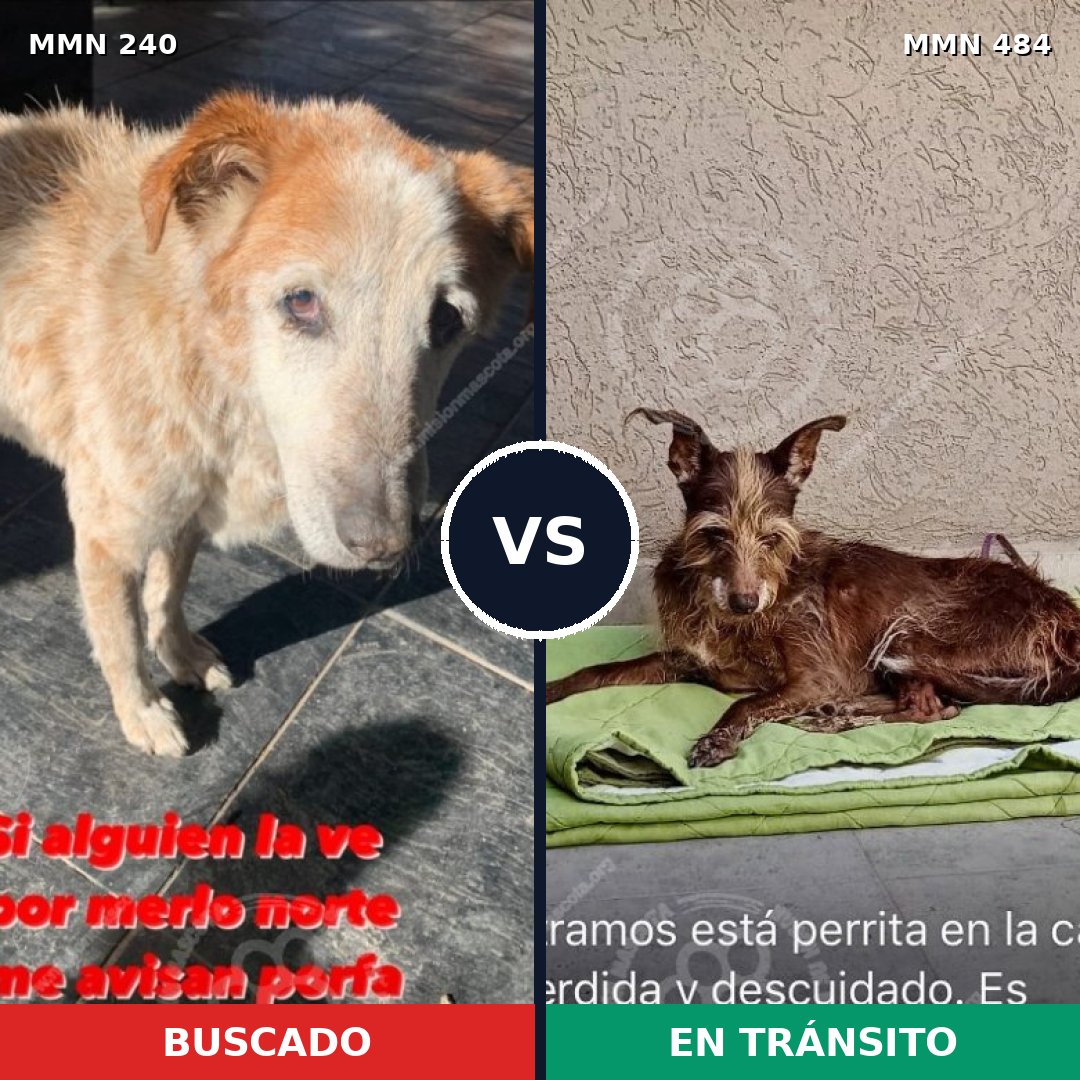 Comparativa MMS 5382: mascota perdida y mascota encontrada, 48% de similitud