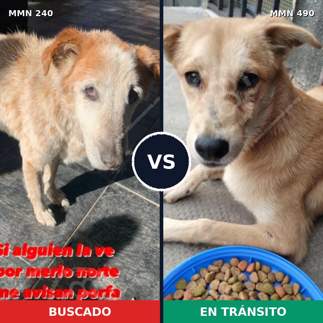 Comparativa MMS 5384: mascota perdida y mascota encontrada, 30% de similitud