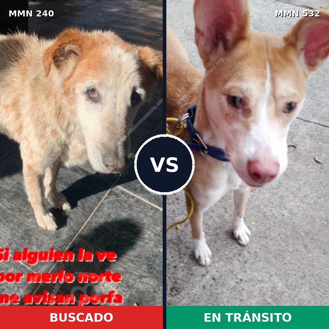 Comparativa MMS 5385: mascota perdida y mascota encontrada, 61% de similitud