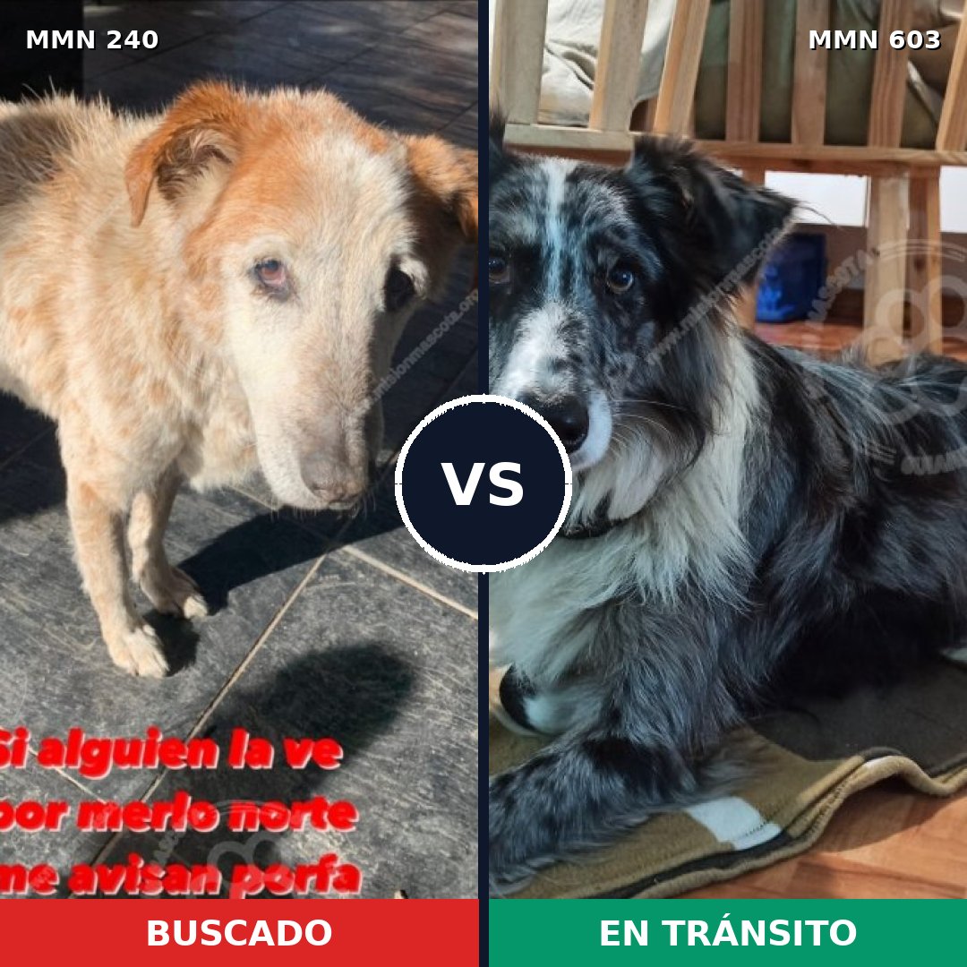 Comparativa MMS 5387: mascota perdida y mascota encontrada, 6% de similitud