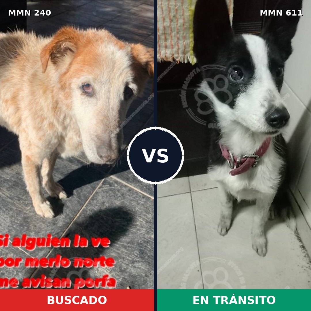 Comparativa MMS 5388: mascota perdida y mascota encontrada, 51% de similitud