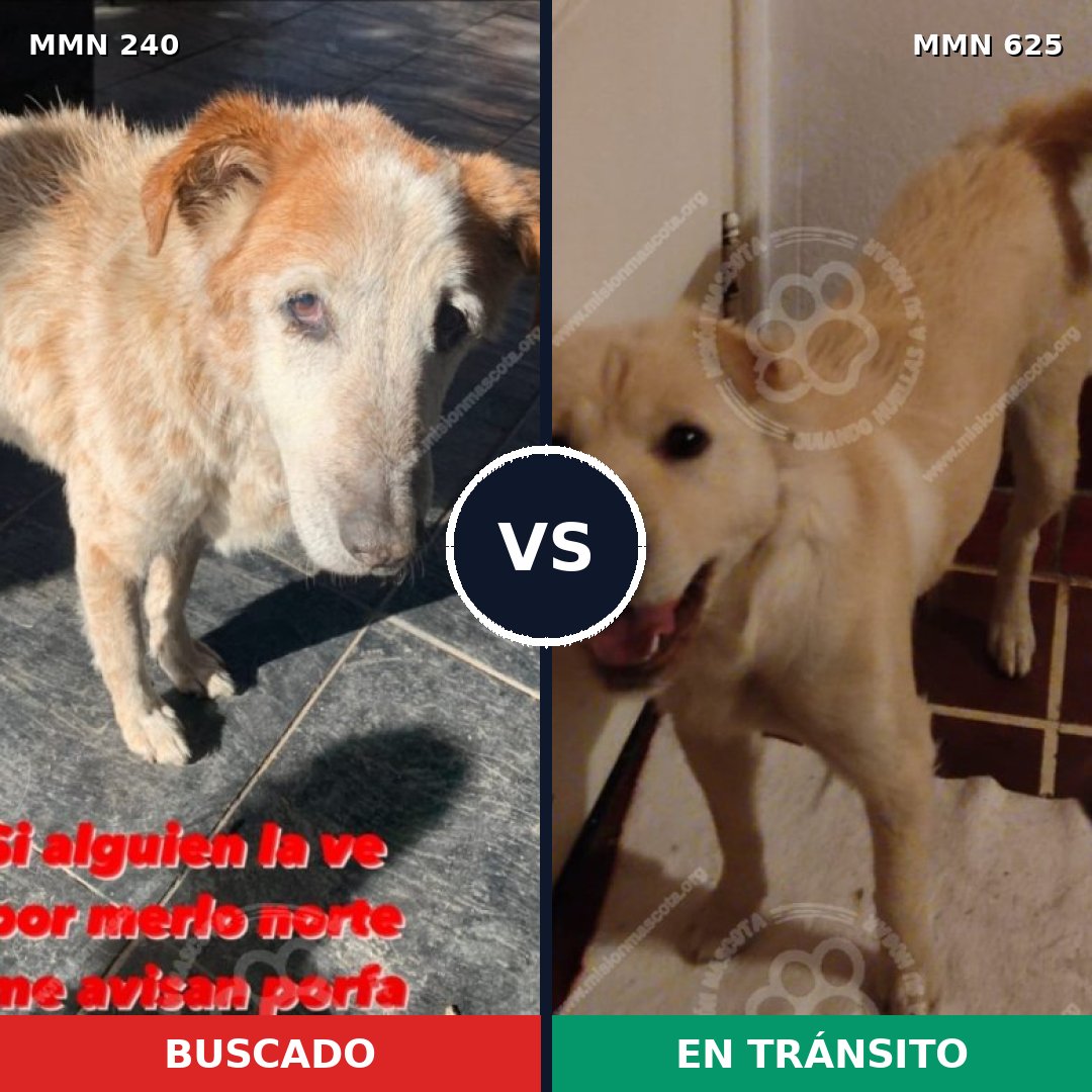 Comparativa MMS 5389: mascota perdida y mascota encontrada, 81% de similitud