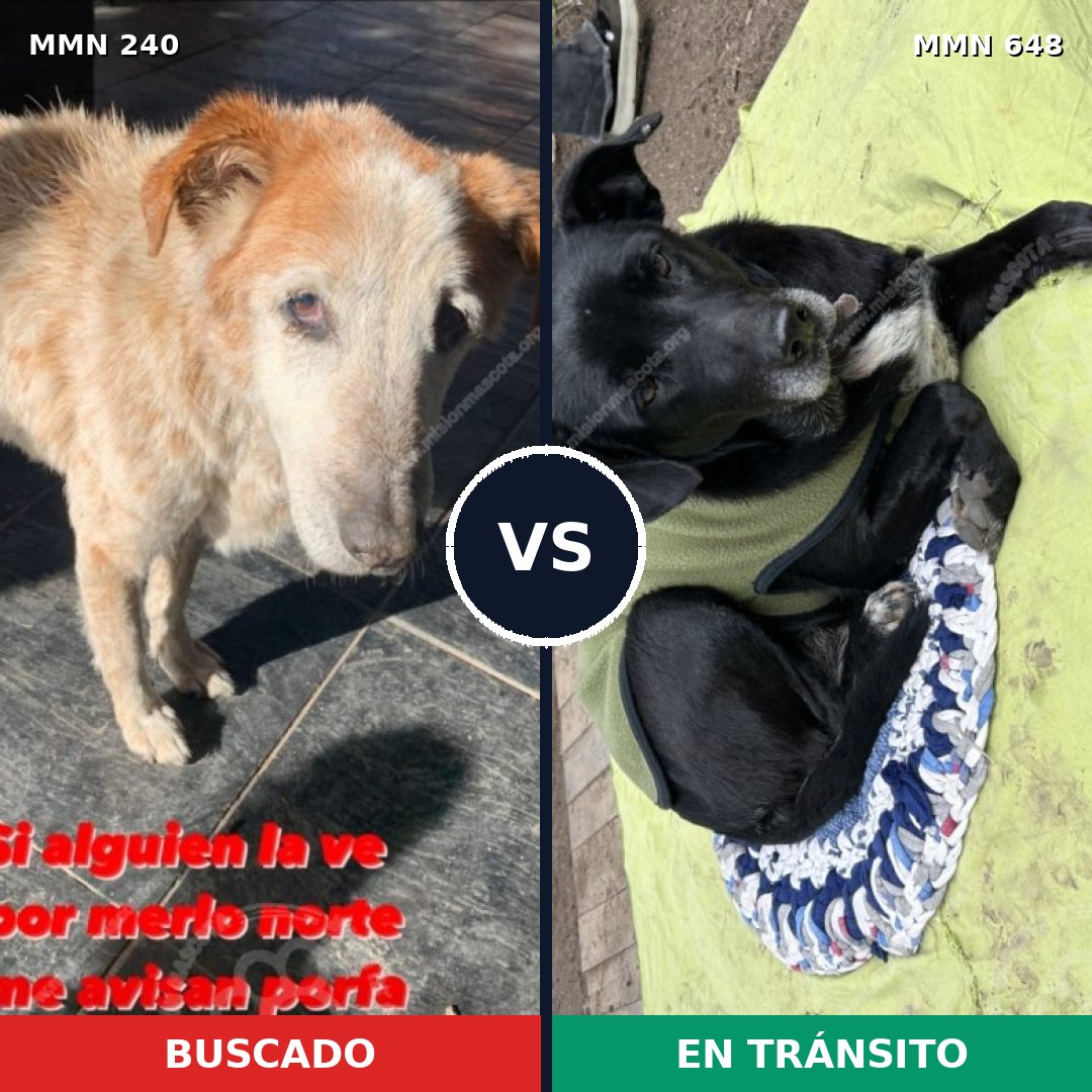 Comparativa MMS 5390: mascota perdida y mascota encontrada, 51% de similitud