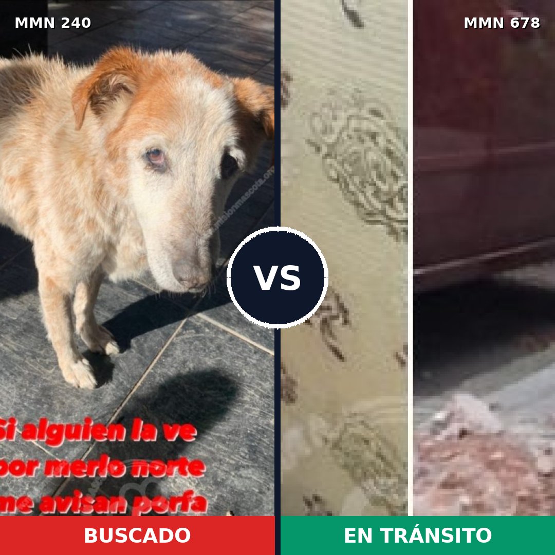Comparativa MMS 5391: mascota perdida y mascota encontrada, 62% de similitud