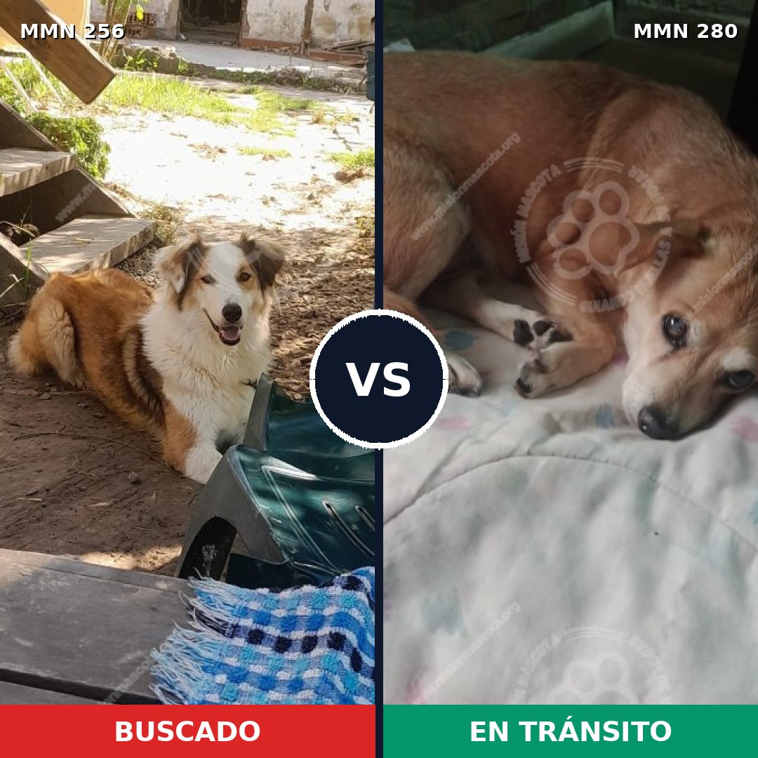 Comparativa MMS 5392: mascota perdida y mascota encontrada, 33% de similitud