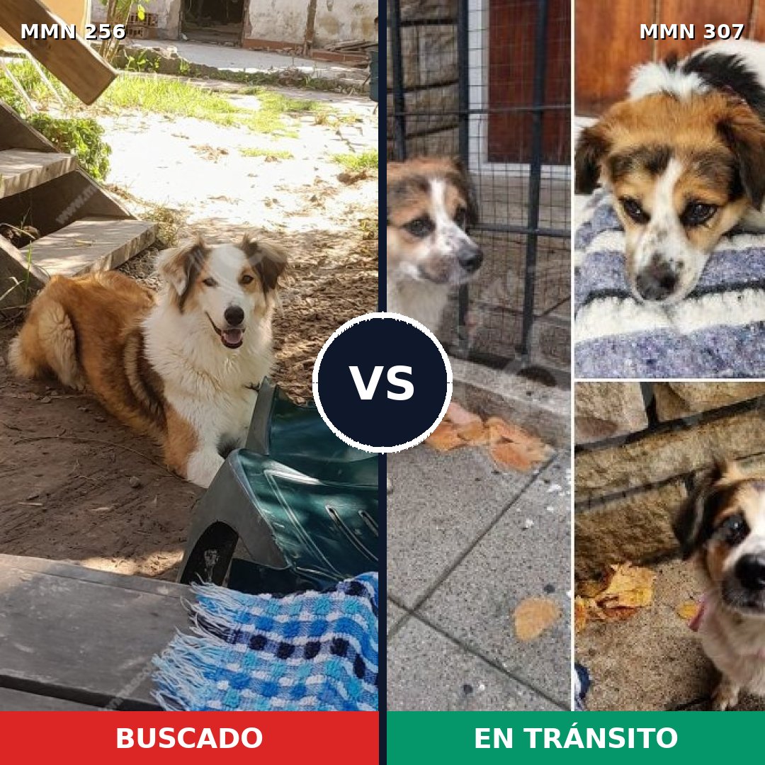 Comparativa MMS 5393: mascota perdida y mascota encontrada, 73% de similitud