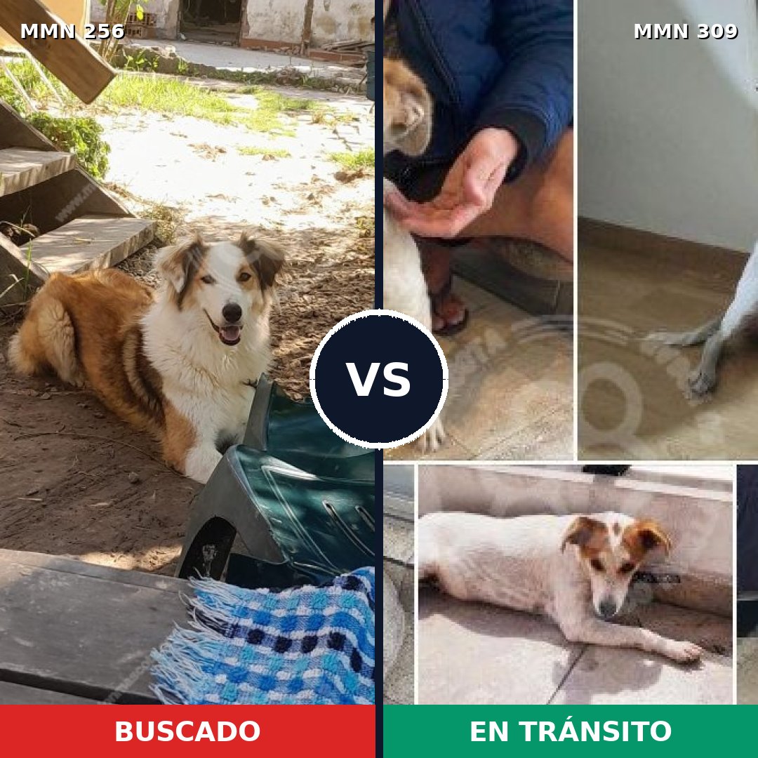 Comparativa MMS 5394: mascota perdida y mascota encontrada, 73% de similitud
