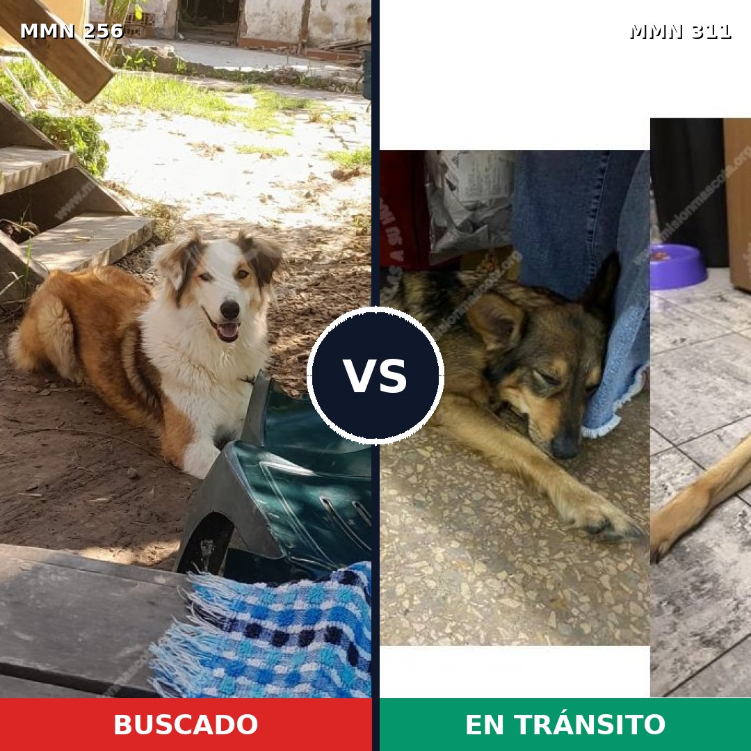 Comparativa MMS 5395: mascota perdida y mascota encontrada, 62% de similitud