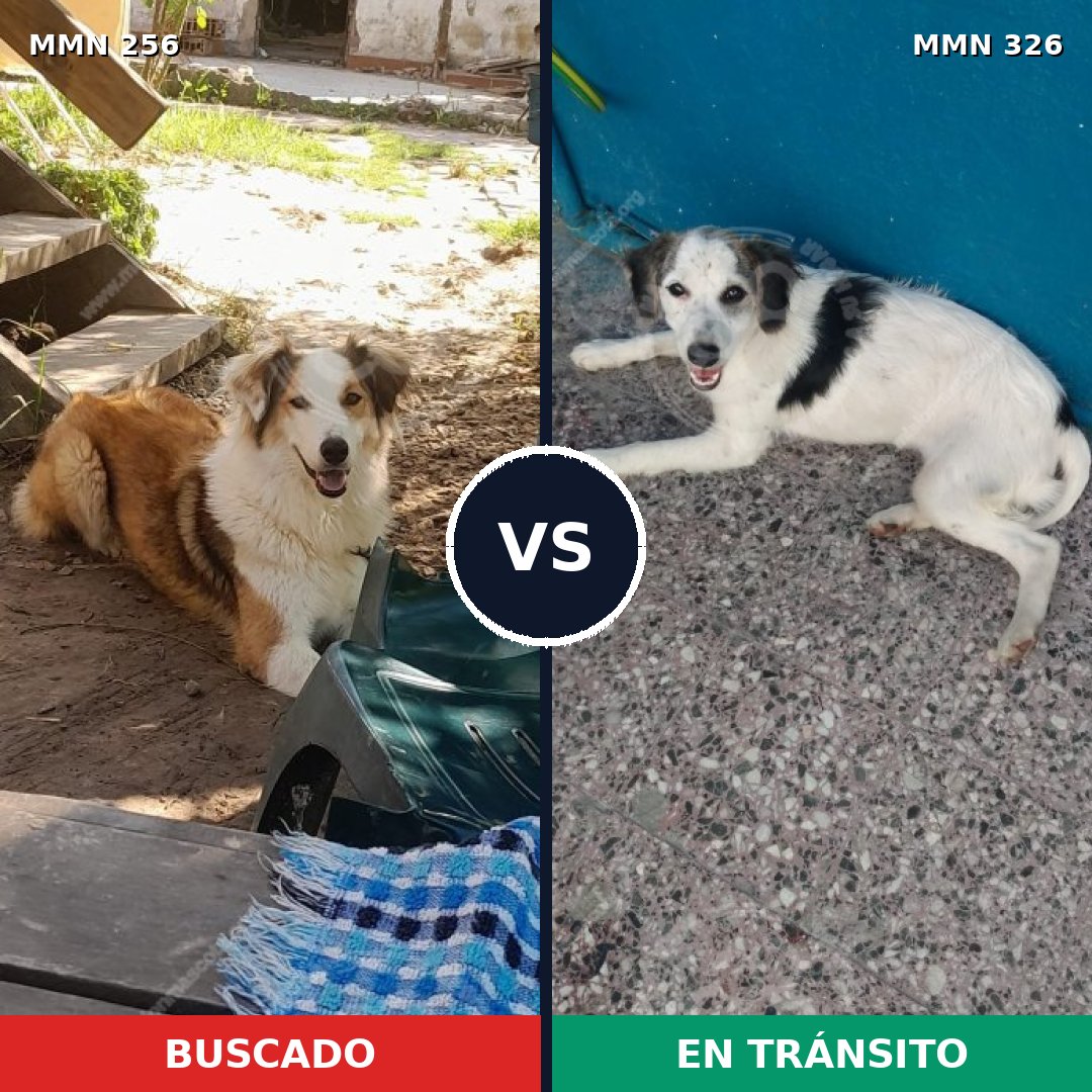Comparativa MMS 5398: mascota perdida y mascota encontrada, 63% de similitud