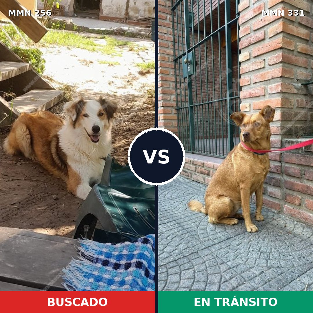 Comparativa MMS 5399: mascota perdida y mascota encontrada, 57% de similitud