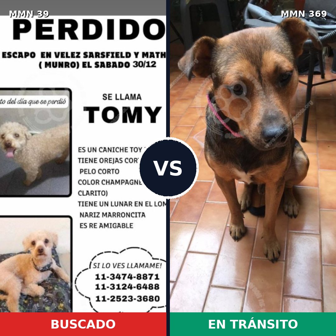 Comparativa MMS 54: mascota perdida y mascota encontrada, 26% de similitud