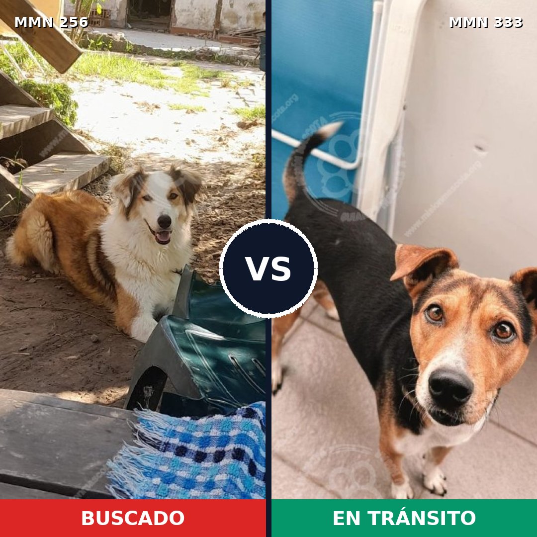 Comparativa MMS 5400: mascota perdida y mascota encontrada, 44% de similitud