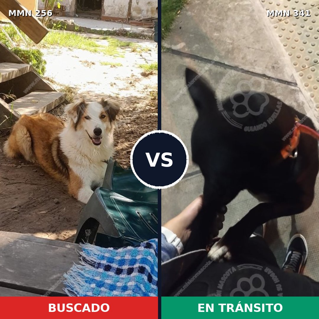 Comparativa MMS 5401: mascota perdida y mascota encontrada, 49% de similitud
