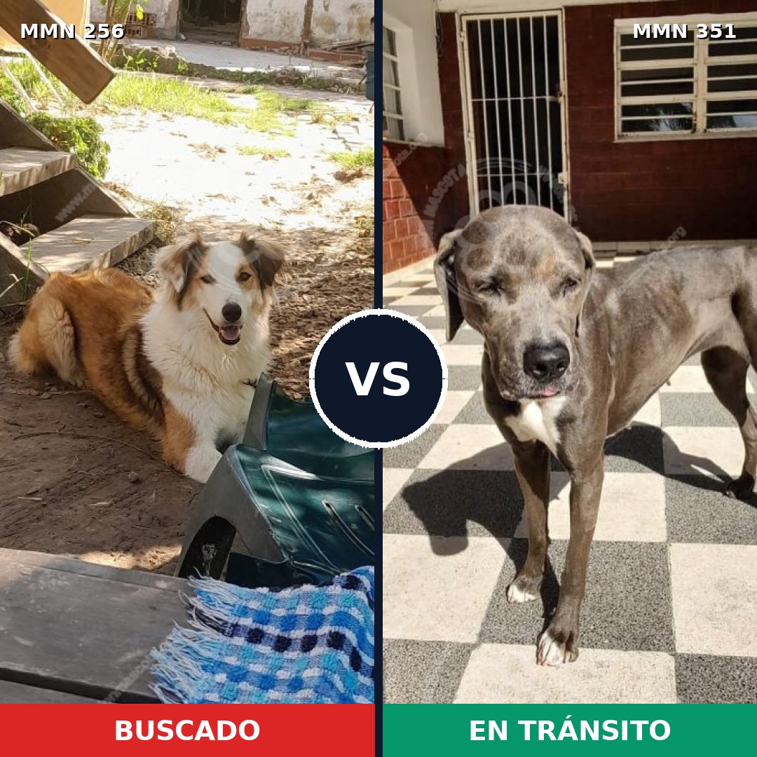 Comparativa MMS 5402: mascota perdida y mascota encontrada, 17% de similitud