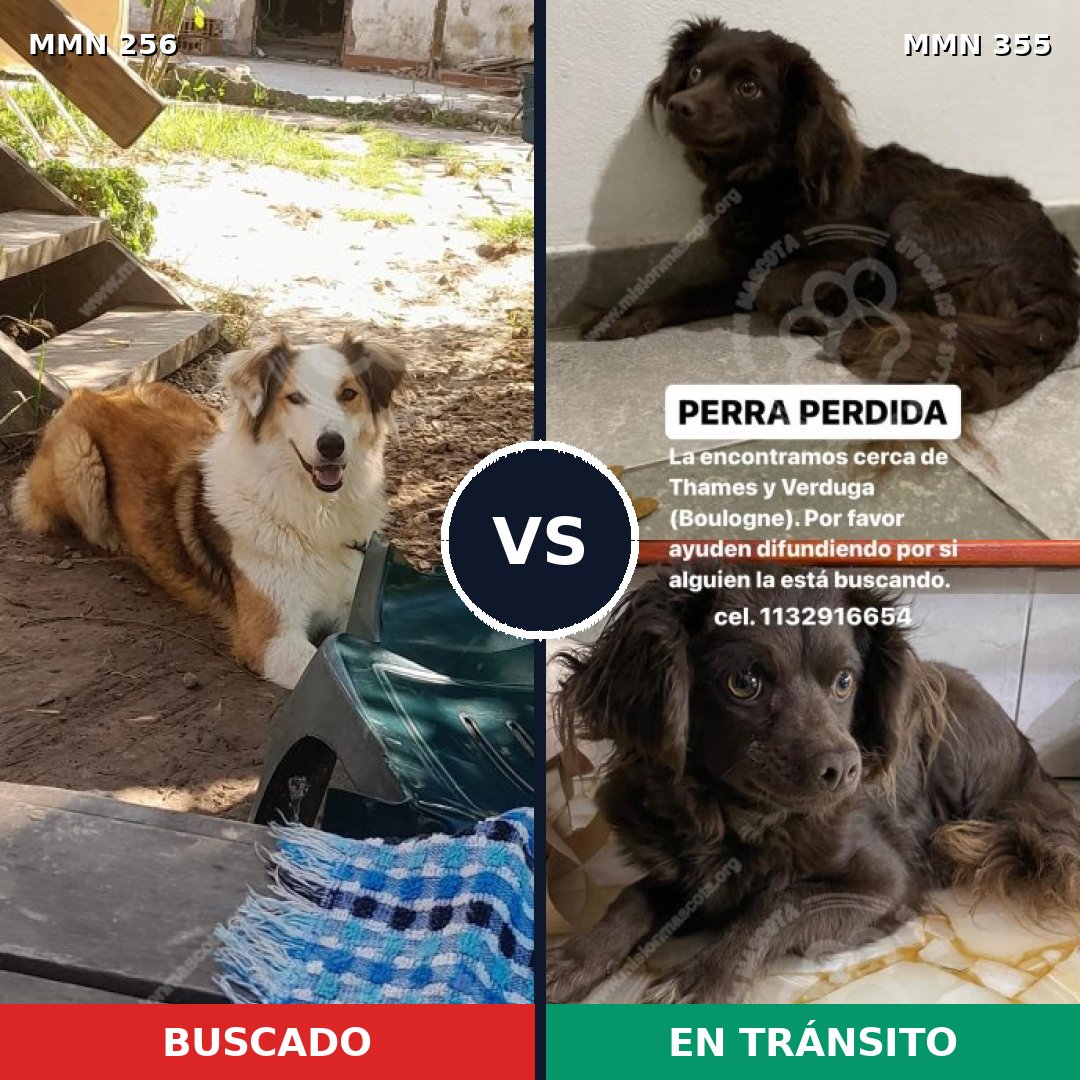 Comparativa MMS 5403: mascota perdida y mascota encontrada, 47% de similitud