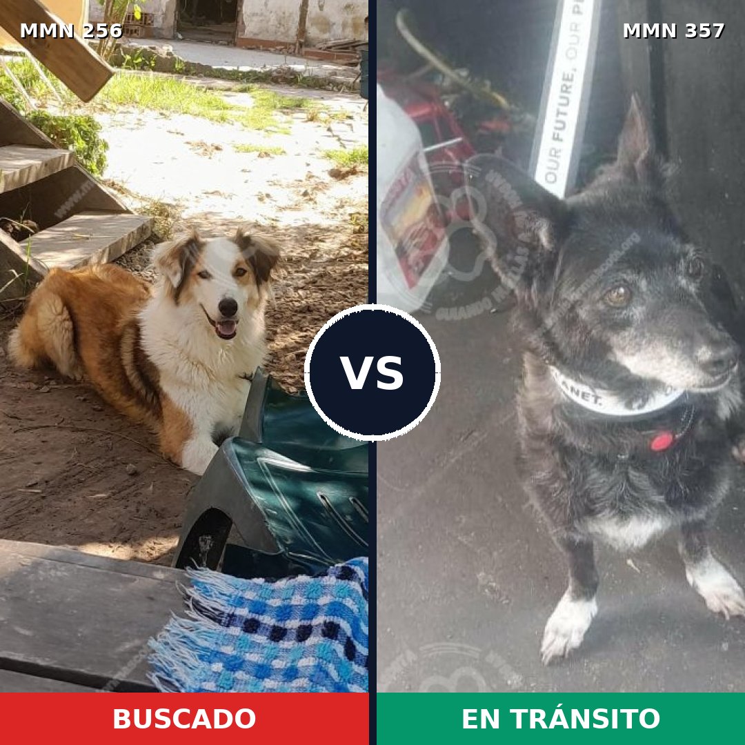 Comparativa MMS 5404: mascota perdida y mascota encontrada, 63% de similitud